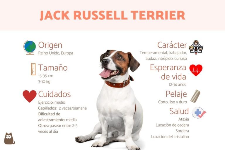 Qué características hacen al Jack Russell Terrier un perro ideal 4 Qué características hacen al Jack Russell Terrier un perro ideal