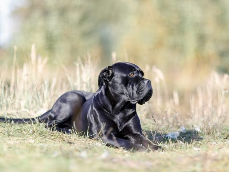 Qué características tiene el Cane Corso negro pantera 2 Qué características tiene el Cane Corso negro pantera