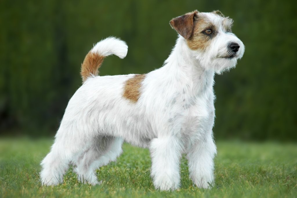 que caracteristicas tiene el jack russell terrier de pelo largo