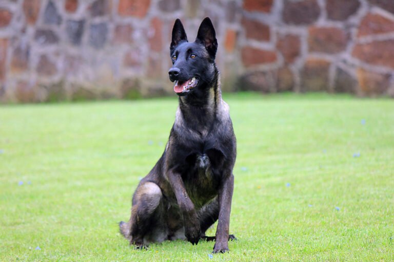 Qué características tiene el pastor belga malinois negro 3 Qué características tiene el pastor belga malinois negro