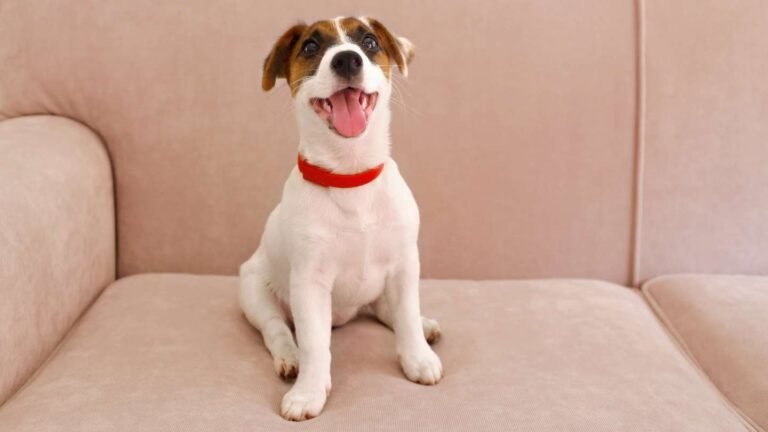 Qué características tiene la raza de perro La Máscara 3 Qué características tiene la raza de perro La Máscara