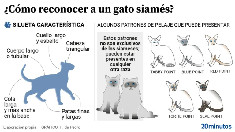 Qué características tienen los gatos siameses tabby point 3 Qué características tienen los gatos siameses tabby point