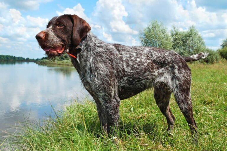 Qué características y cuidados necesita el Braco Alemán de pelo duro 3 Qué características y cuidados necesita el Braco Alemán de pelo duro