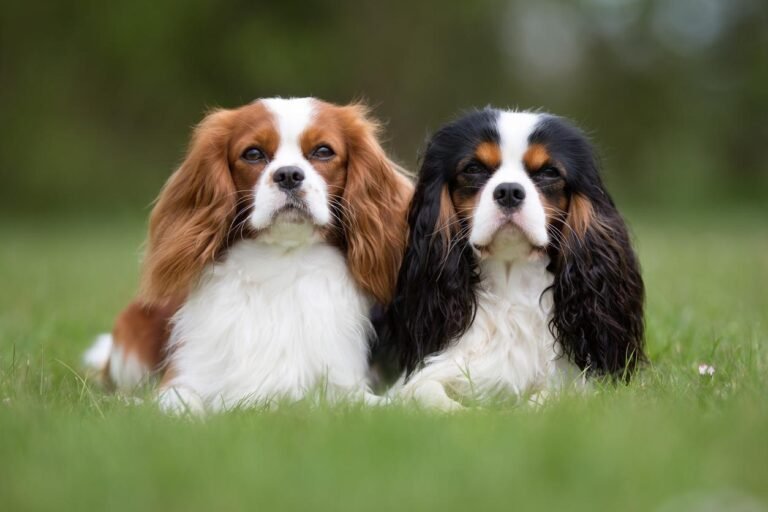 Qué características y cuidados necesita un Cavalier King Charles Spaniel 4 Qué características y cuidados necesita un Cavalier King Charles Spaniel