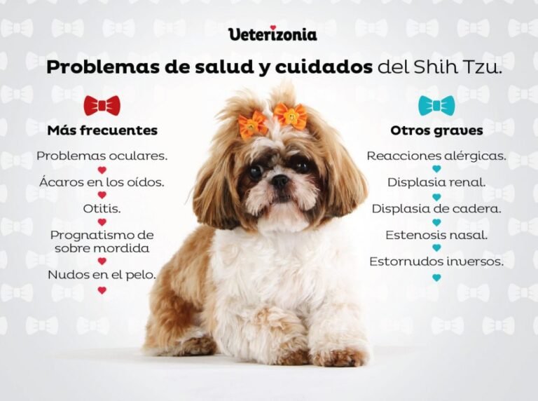 Qué características y cuidados necesita un perro Shih Tzu mini