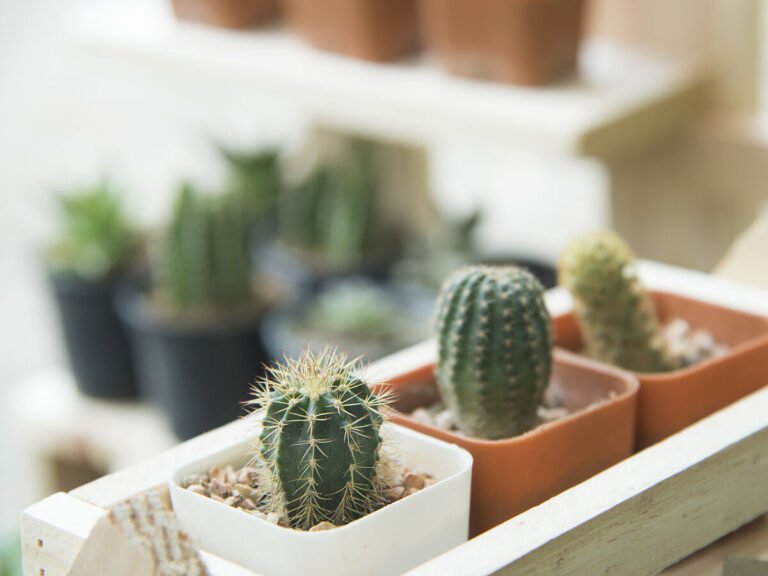 Qué cuidados necesita el cactus Opuntia Santa Rita para crecer sano