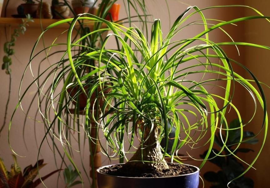 Qué cuidados necesita el pie de elefante como planta de interior 1 que cuidados necesita el pie de elefante como planta de interior