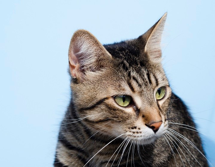 Qué Datos Interesantes Debes Saber Sobre los Gatos 4 Qué Datos Interesantes Debes Saber Sobre los Gatos