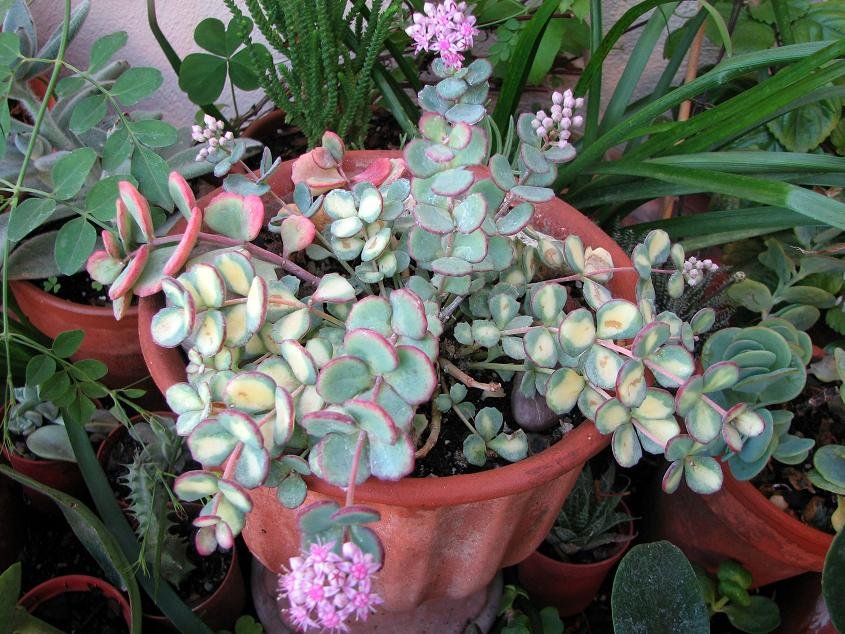 Qué diferencias existen entre Ledebouria socialis y Scilla violacea 1 que diferencias existen entre ledebouria socialis y scilla violacea