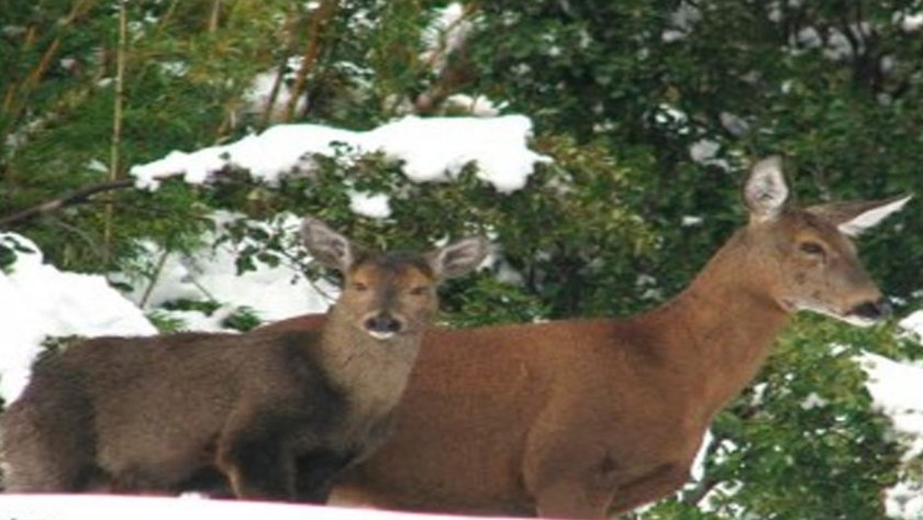 que flora y fauna se pueden encontrar en el parque nacional los glaciares