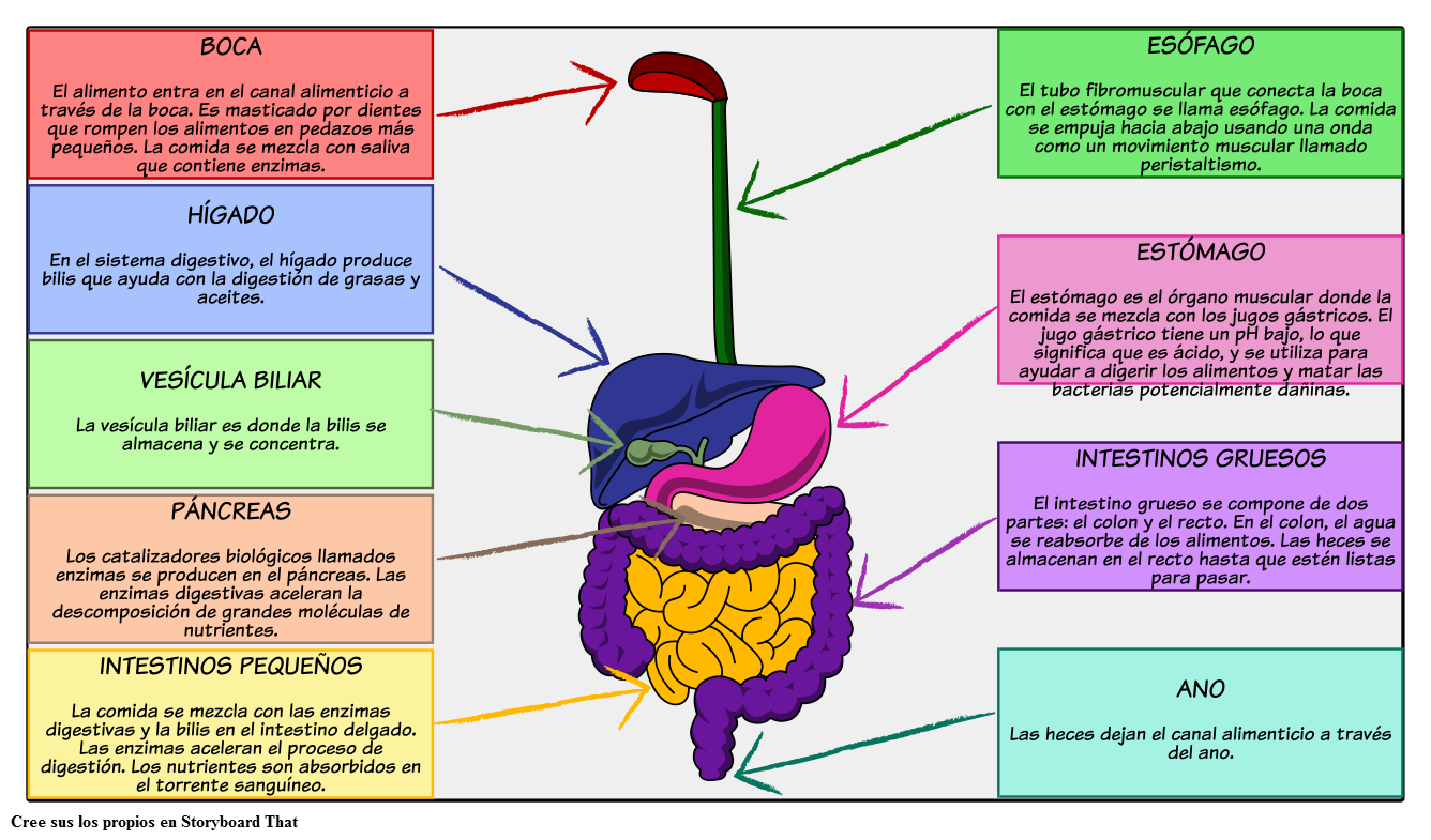 que funciones tiene el sistema digestivo y como funciona