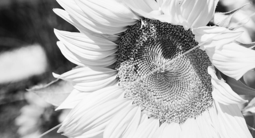 que ideas creativas puedo usar para una fiesta tematica blanco y negro