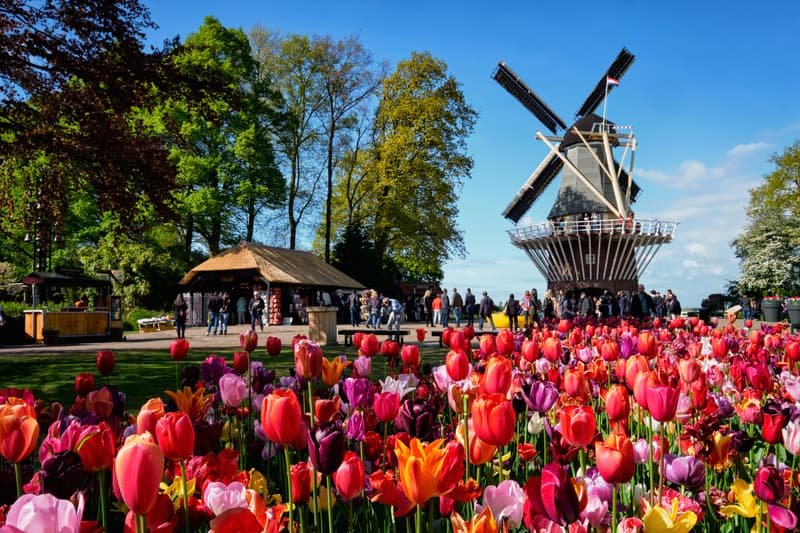 Qué lugares visitar en Ámsterdam para ver tulipanes y molinos 1 que lugares visitar en amsterdam para ver tulipanes y molinos