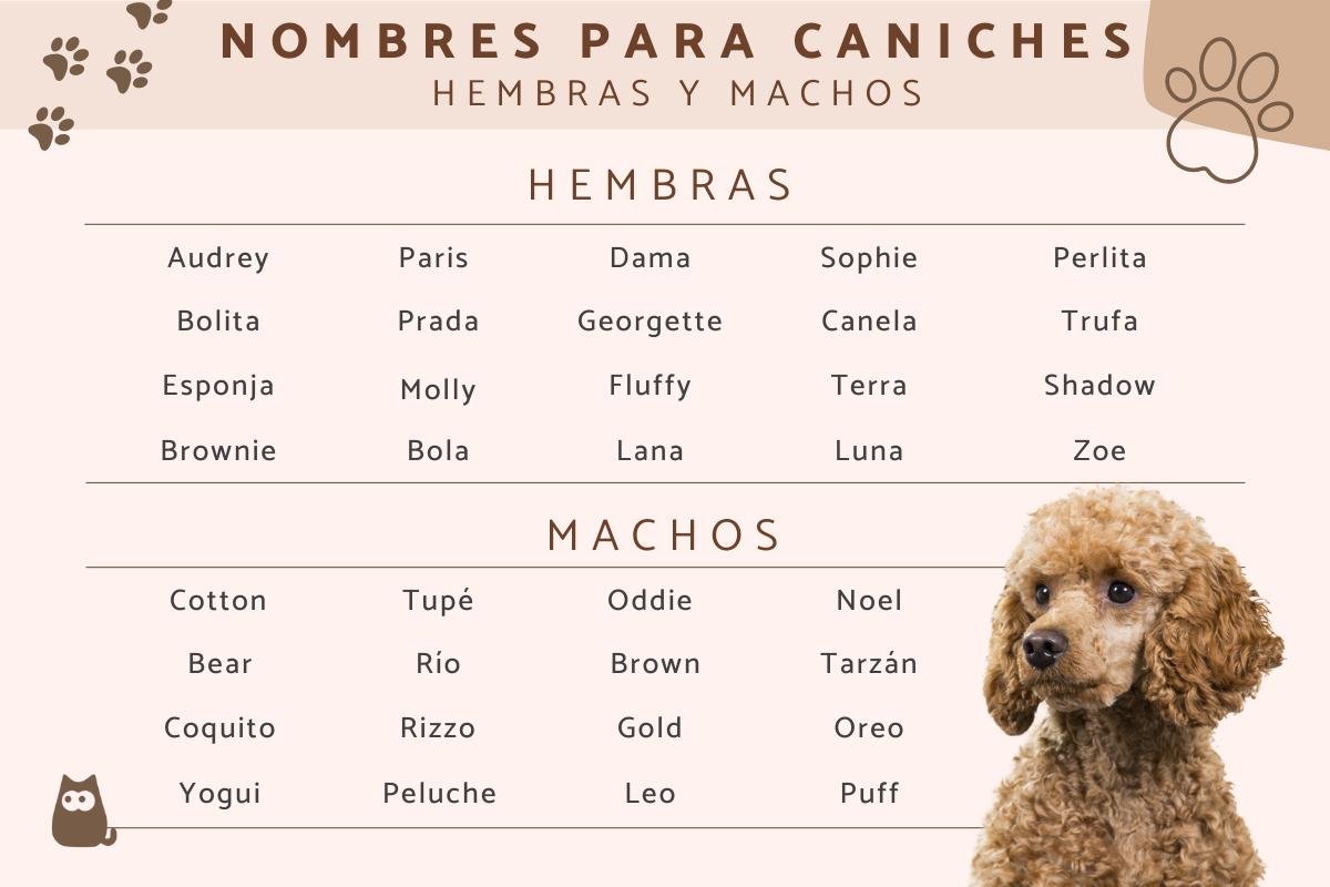 Qué nombres bonitos puedo elegir para perritas mini toy 1 que nombres bonitos puedo elegir para perritas mini toy