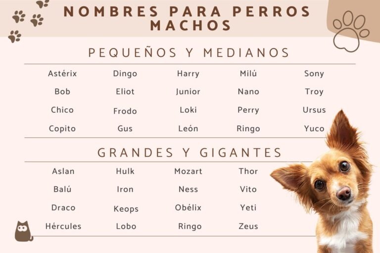Qué nombres creativos puedo elegir para mi perrito macho 4 Qué nombres creativos puedo elegir para mi perrito macho