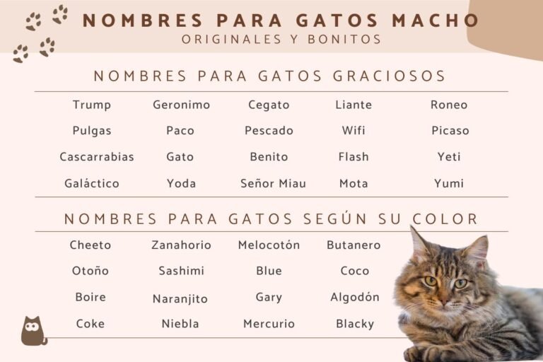 Qué nombres creativos puedo ponerle a un gato blanco y negro 7 Qué nombres creativos puedo ponerle a un gato blanco y negro