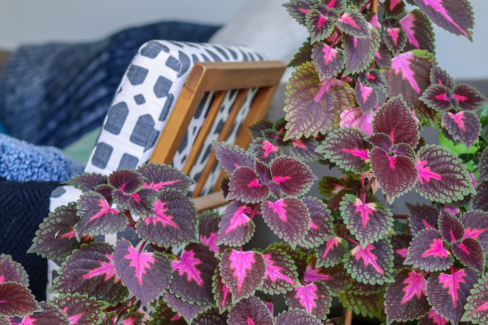 que planta tiene manchas rosas y es facil de cuidar en casa scaled