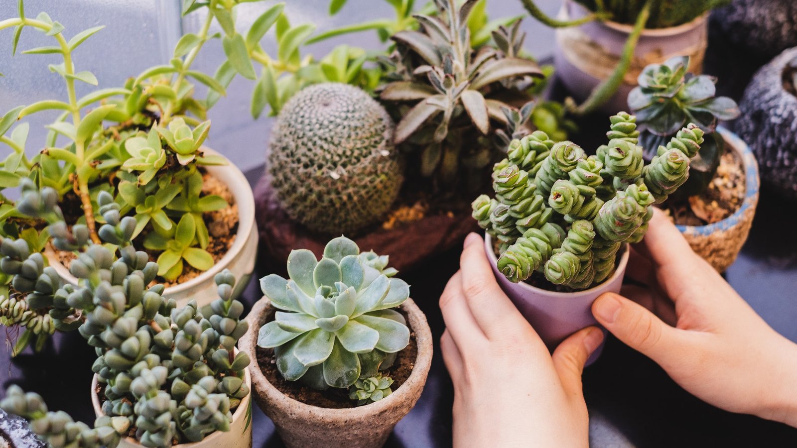 que plantas pueden ayudar a alejar las malas vibras del hogar