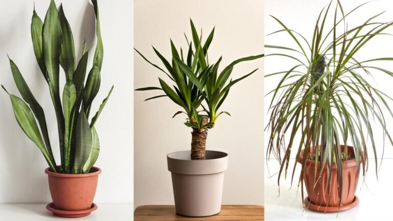 Qué plantas son ideales para pasillos oscuros y sin luz 3 Qué plantas son ideales para pasillos oscuros y sin luz