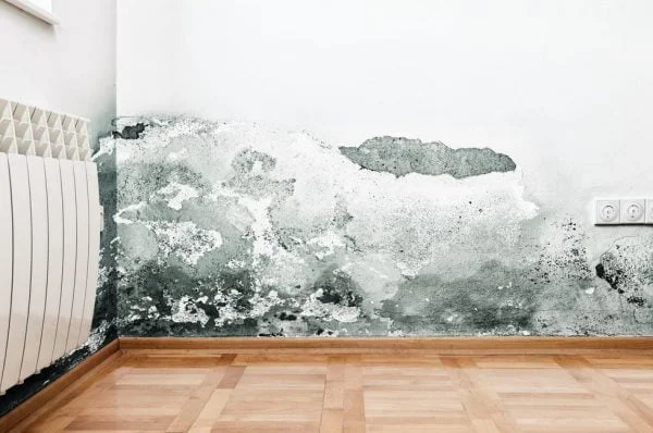 Que se puede poner en las paredes para tapar la humedad