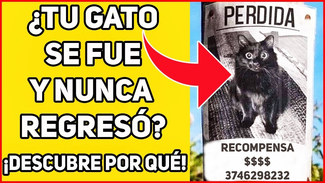Qué Significa Cuando Un Gato Se Va De La Casa Y No Regresa 1 que significa cuando un gato se va de la casa y no regresa
