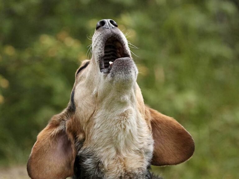 Qué Significa Que Los Perros Aullen En La Noche Explicación y Causas 3 Qué Significa Que Los Perros Aullen En La Noche Explicación y Causas