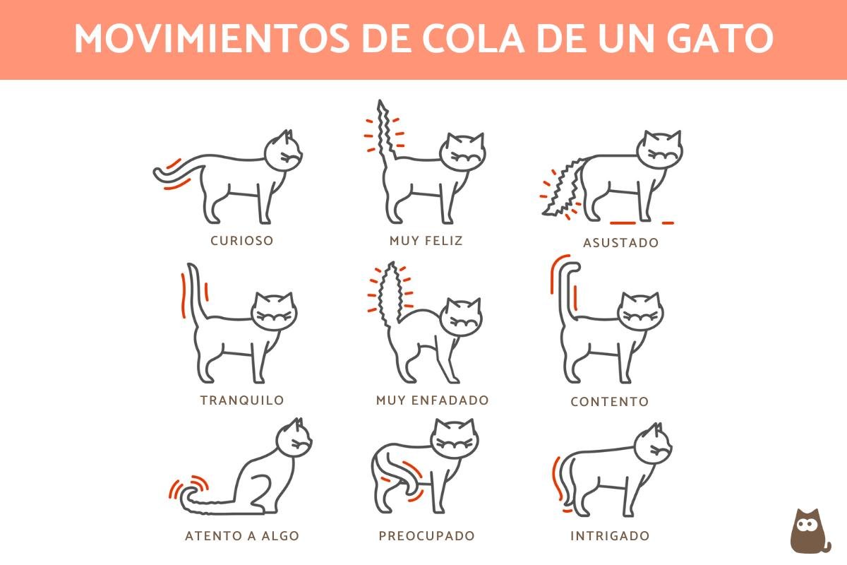 Que significa que un gato mueva la cola y qué puede indicar 1 que significa que un gato mueva la cola y que puede indicar