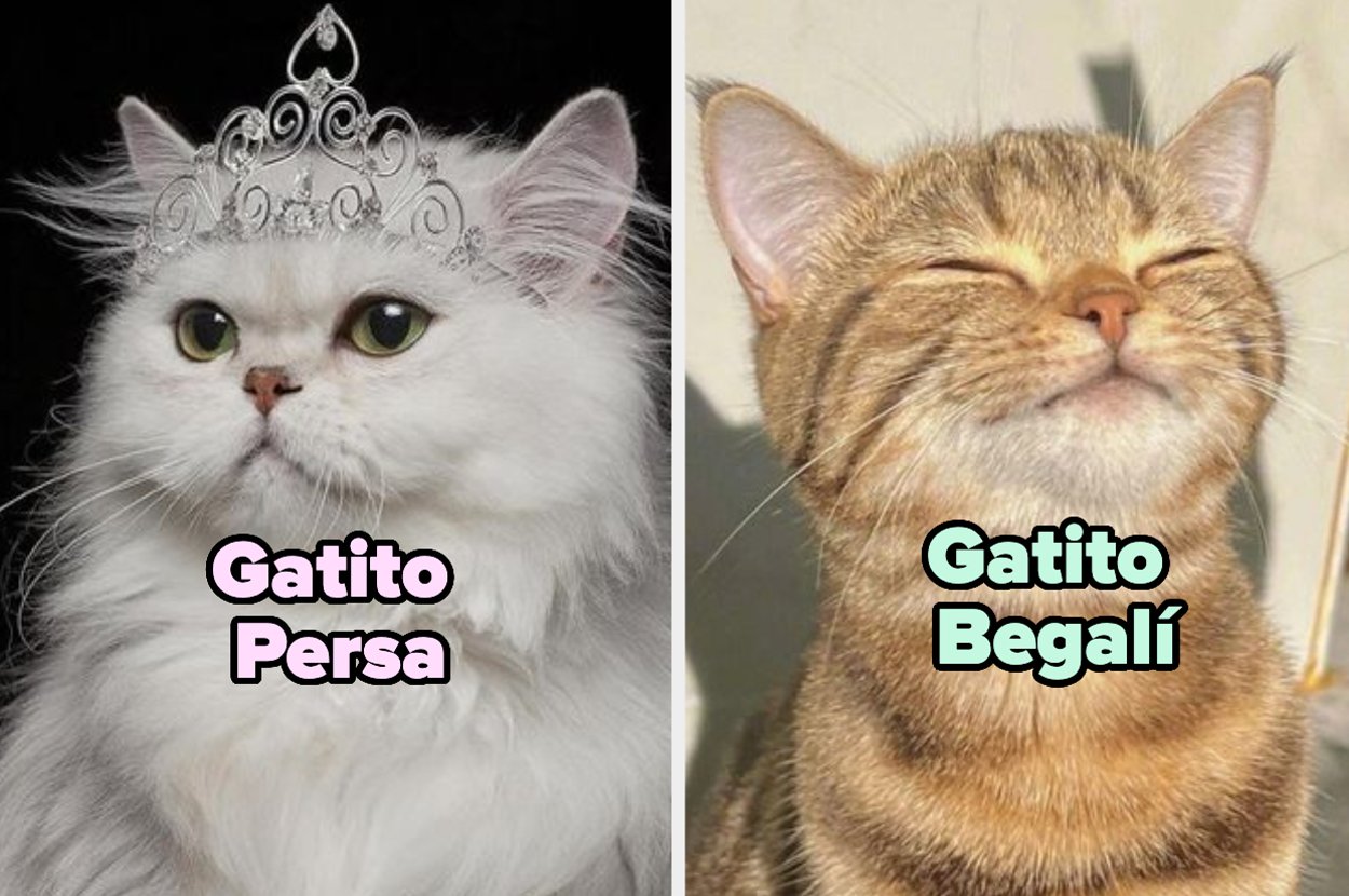 Quieres saber qué gato eres según este divertido test 1 quieres saber que gato eres segun este divertido test